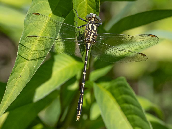 Austrogomphus guerini (Yellow-striped Hunter) male-6.jpg